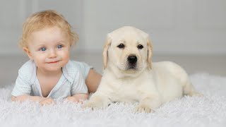 Funny and cute babies and pets compilation videos - funny baby and cats, cute baby and dogs.