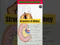 🩺🧬 Structure of Kidney | Human Excretory System ✨| #shorts #biology #anatomy #neet #nursing #drawing