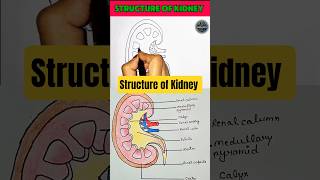 🩺🧬 Structure of Kidney | Human Excretory System ✨| #shorts #biology #anatomy #neet #nursing #drawing