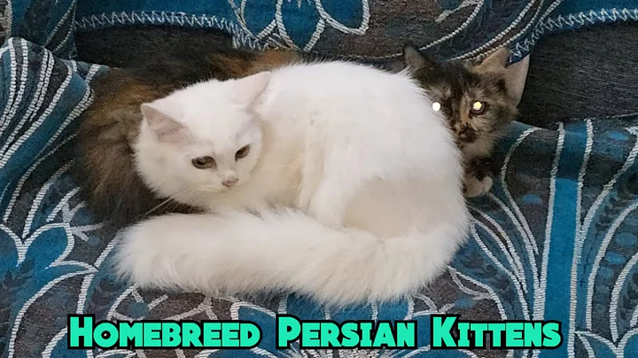 Watch the video about Homebreed Persian Kittens available in Hyderabad ghaansi bazar | spotless white & tortishall kitten