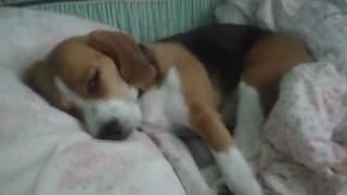 Lucky Beagle!!/Счастливый бигль!! Lucky Beagle!!/Счастливый бигль!!