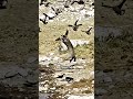 Le chat sauvage acrobate