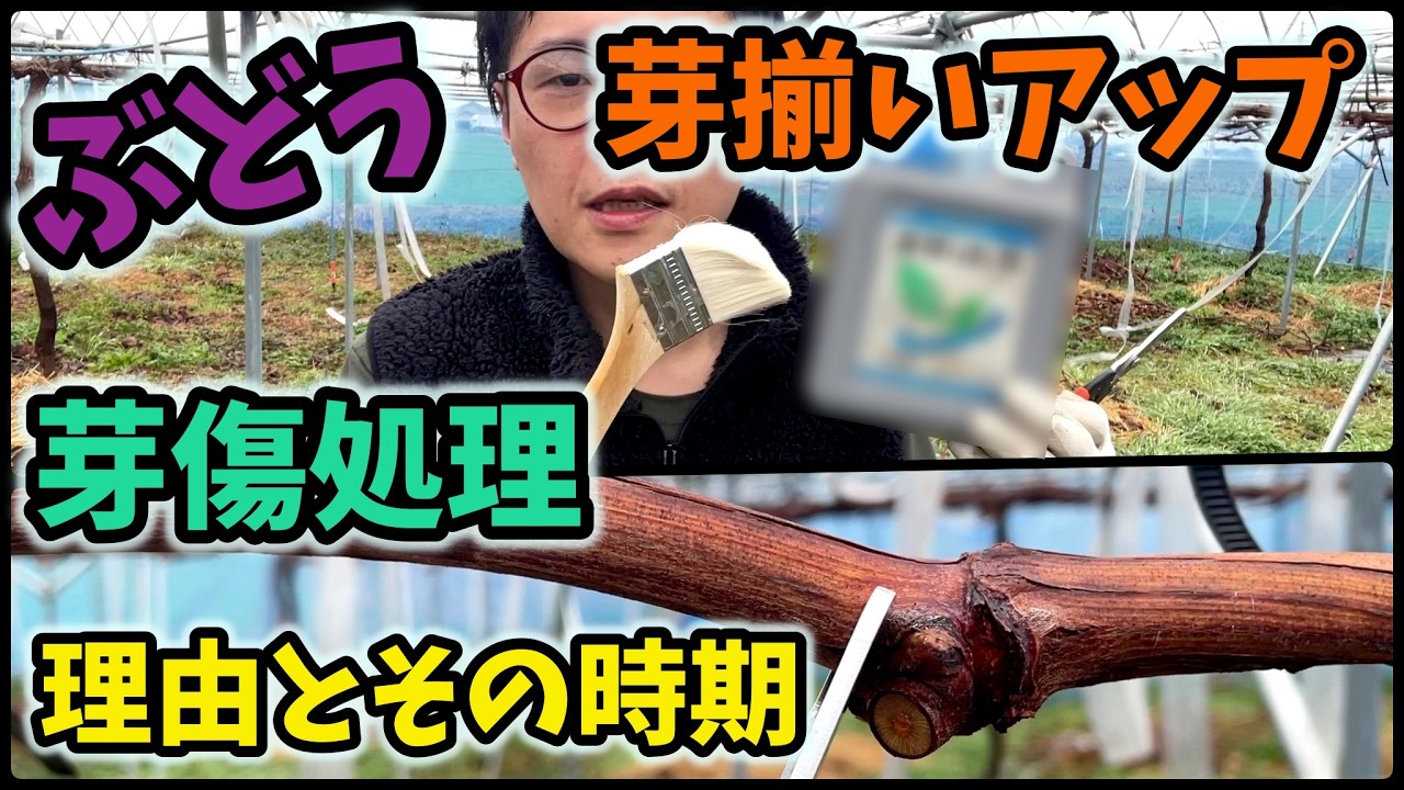 【ぶどう🍇】芽傷処理と芽揃いアップ【184回目】佐賀県吉野ヶ里町で果樹栽培日誌＃ぶどう栽培#シャインマスカット＃ブルーベリー栽培