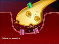 Fonctionnement de la synapse neuromusculaire