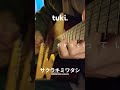 tuki. - サクラキミワタシ/sakura kimi watashi _fingerstyle guitar cover.
