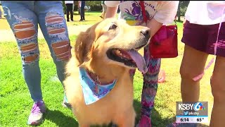 Golden retrievers gather at Goldens in the Park in San Luis Obispo
