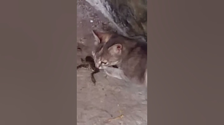 Котката на Метин яде жива жаба!😲😲😲