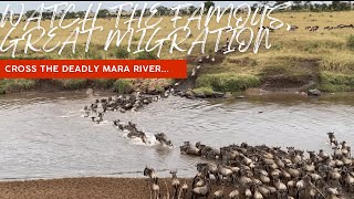 Famous crossing of the great migration | Rare animal encounters
