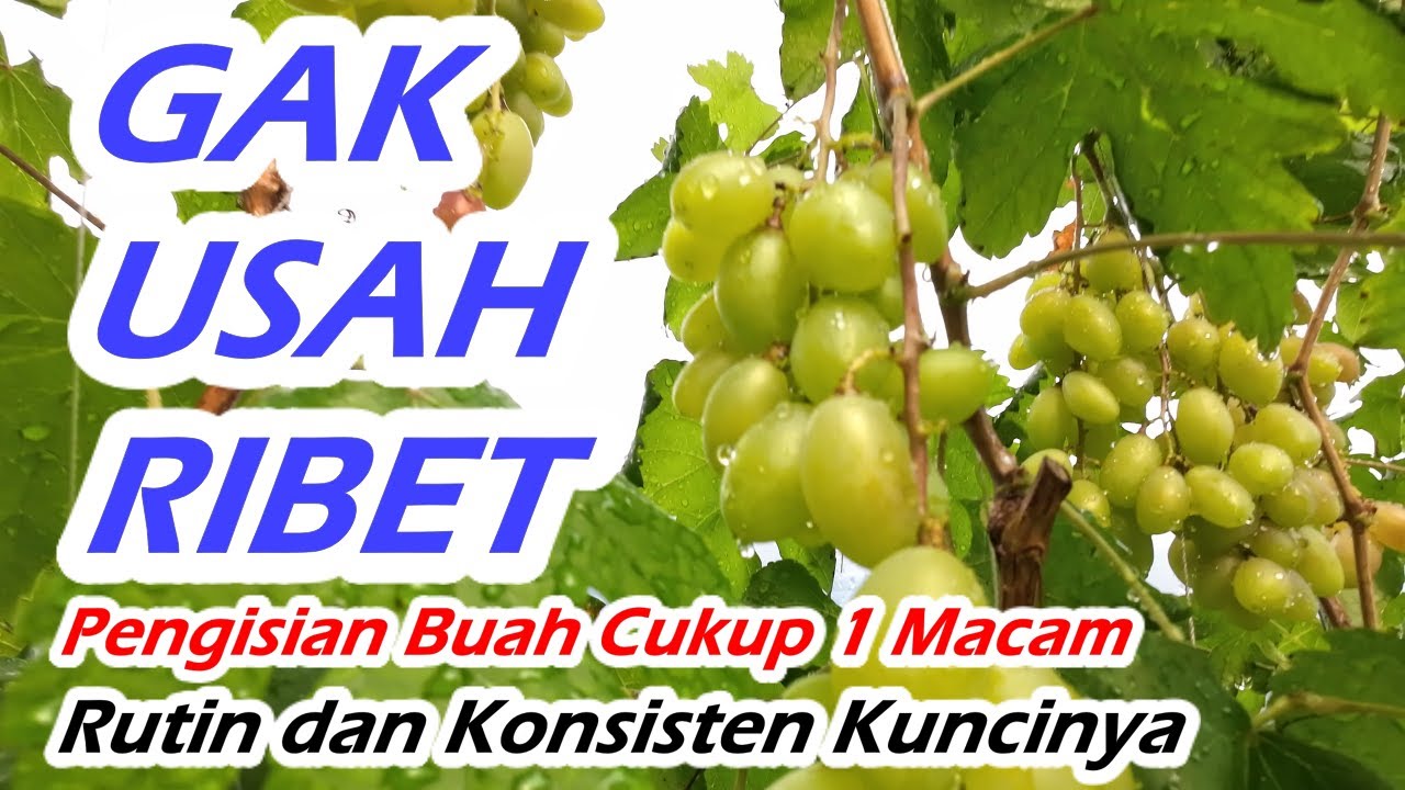GAK USAH RIBET || Pupuk Fase Pengisian Buah Anggur 1 macam Aja || Rutin & Konsisten resepnya