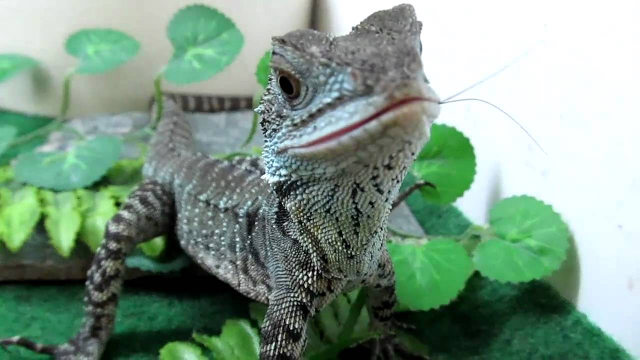 FEEDING TIME!!!! for Gippsland Water Dragons - YouTube