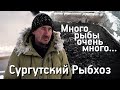 Какую рыбу выращивают в Сургуте? Сургутский рыбхоз.