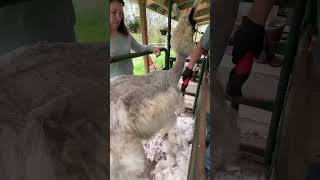 Llama shearing! #shorts #llamas #farmlife