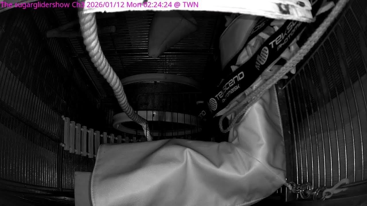 The sugar glider show Ch3 鼠們的世界 --- 蜜袋鼯 24小時直播 24HR live