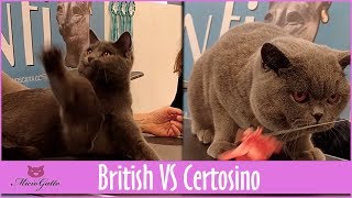 British VS Certosini  find the differences!