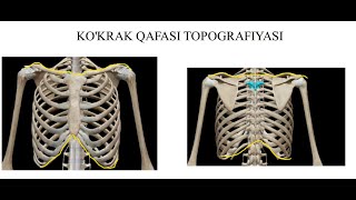 KO'KRAK QAFASI TOPOGRAFIYASI( 1-QISM)