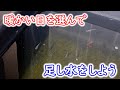 【めだか】生クロレラでミジンコを増やす　足し水もする　Ｂ型おやじ