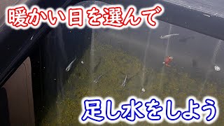 【めだか】生クロレラでミジンコを増やす　足し水もする　Ｂ型おやじ