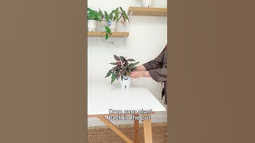 How to use our self-watering pots