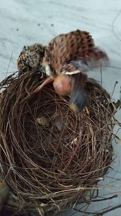ANAK BURUNG KEDASIH DEWASA DAN ANAK BURUNG KEDASIH KECIL SAMA SAMA AKAN TER JATUH#SHORTS