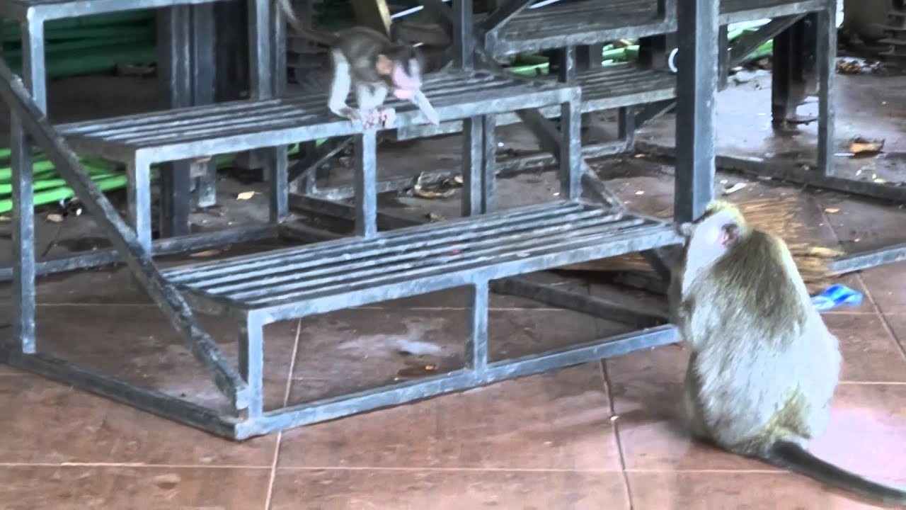 camera iphone 8 plus apk Monkey Forest, Ubud Bali