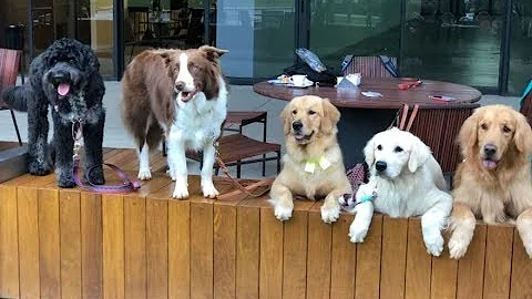 Não é permitida a entrada de animais no estabelecimento?