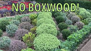 6 BOXWOOD ALTERNATIVES for a Formal Garden | Holland Park, London
