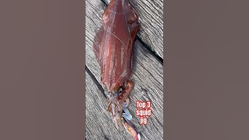 🇦🇺#shorts Mồi tôm giả CÂU MỰC ỐNG tốt nhất|The best SQUID JIG top 3 white&red head