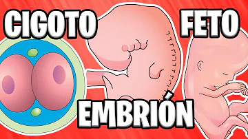 ¿Qué es un embrión frente a un feto?