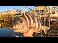 Big Sheepshead Time at the Docks! Fishing Explodes with Cold Weather!