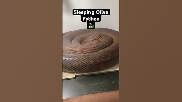 The olive Python 🐍 #animalrescue #sleeping #fyp #explore #adventure
