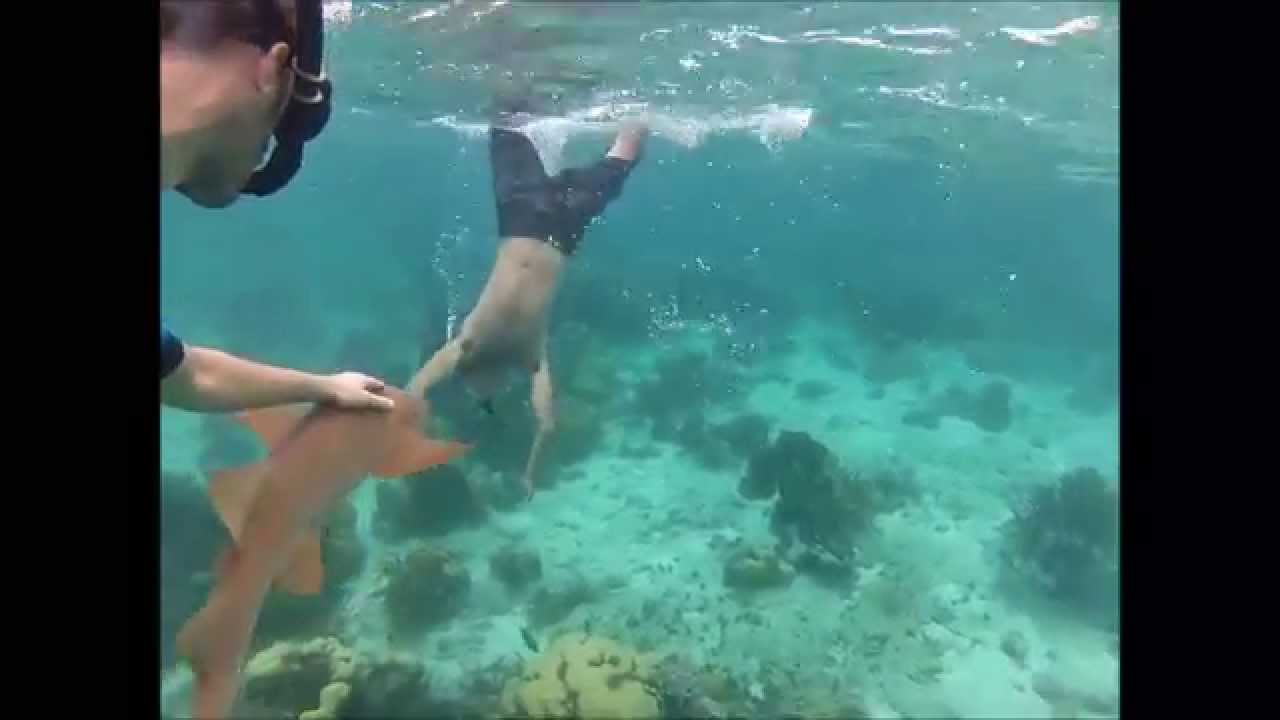 Snorkeling Ambergris Caye, Belize YouTube