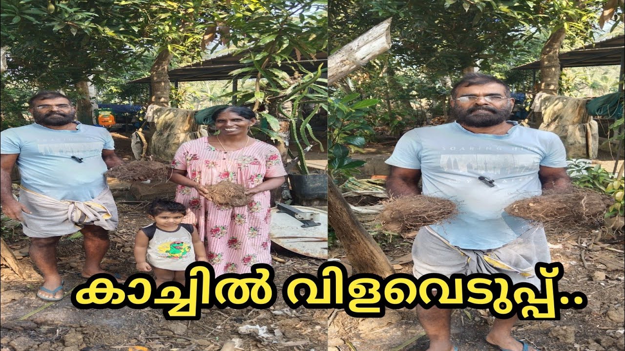 കാച്ചിൽ വിളവെടുപ്പ് ....@ldandrdmedia604 