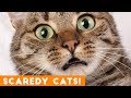 Funniest Scaredy Cat Compilation 2018 | Funny Pet Videos!