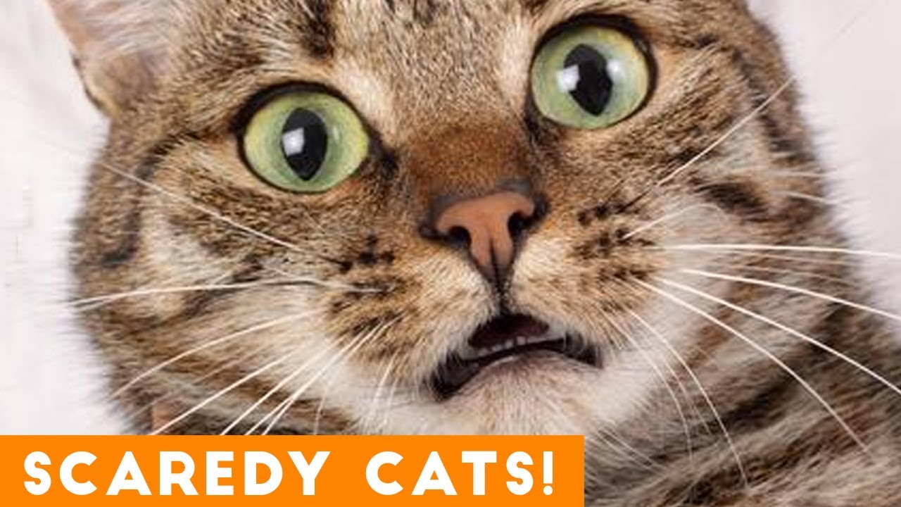 76 Scaredy Cats ideas  cats, crazy cats, funny cats
