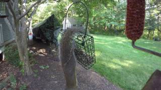 Squirrel on a Birdfeeder in 4k