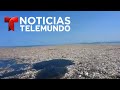 Cuando un mar de plástico ahoga a los animales y lo mata todo | Noticiero | Telemundo