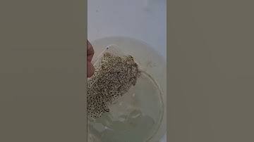 Frog Spawn Diary entry 1 - Shorts