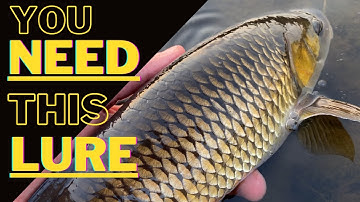 How I catch BIG Chub on Lures