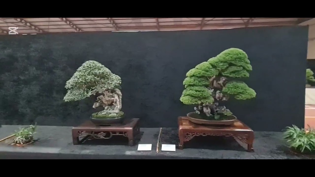 Así hemos vivido el congreso gallego de bonsai 2025