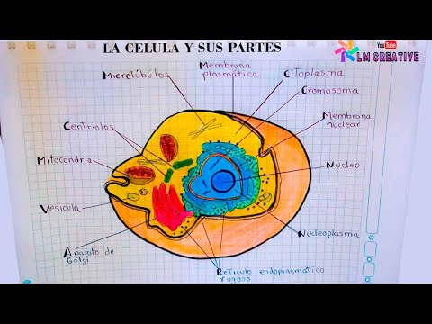DIBUJO DE LA CÉLULA Y SUS PARTES / the cell and its parts