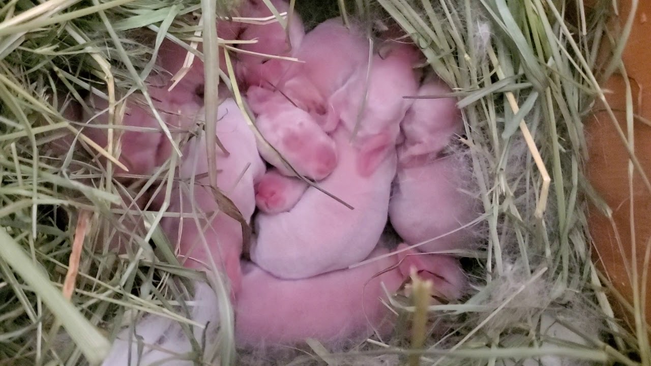 Californian rabbit bunnies 