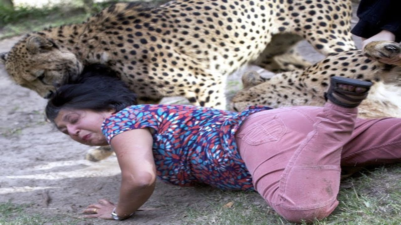 beijing safari attack