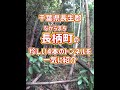 【素掘りトンネル】どれも廃ものっぽい！？ 長柄町の全現役トンネルを一気に紹介 #Shorts
