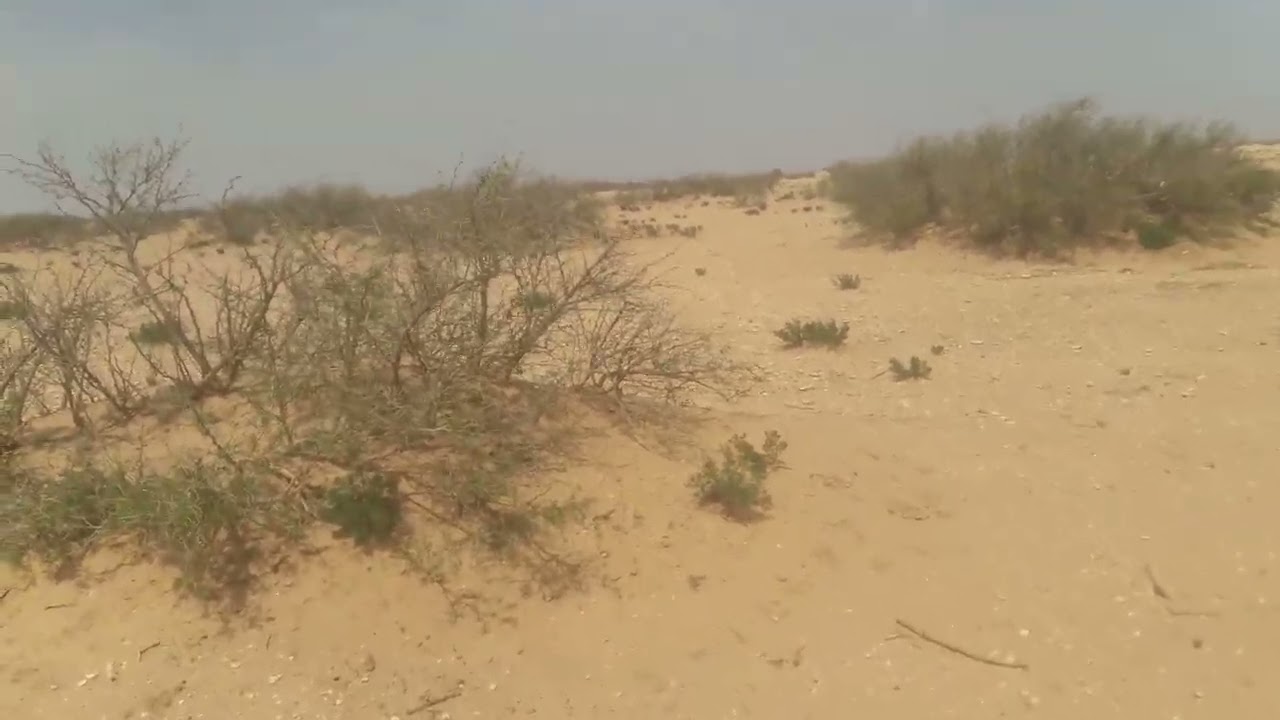 بداية البحث عن مراعي السدر