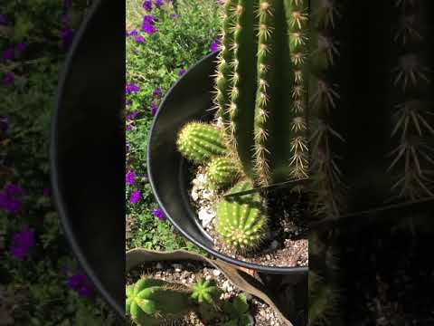 How To Remove A Basal Pup From A Large Cactus