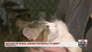 IACS out of space, adoptions critical to keep animals alive