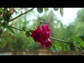 Canon Rebel T4i EF-S 18-55 IS ii Kit Lens Shallow Depth of Field Video Test