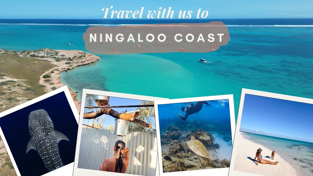 Swimming with WHALE SHARKS in Exmouth | Coral Bay | Bullara station