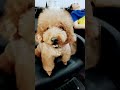 Poodle Dog Cute