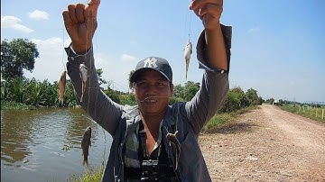 Hai ae đi câu cá chốt về kho tiêu ăn với cơm nóng quá đã